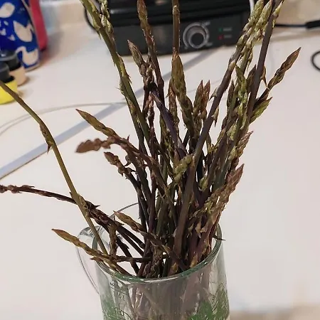 Stone Cesarovina Tatil Evi *